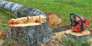 Professional Tree Services in Rosharon, TX