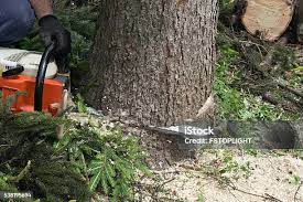 Best Emergency Tree Removal  in Rosharon, TX