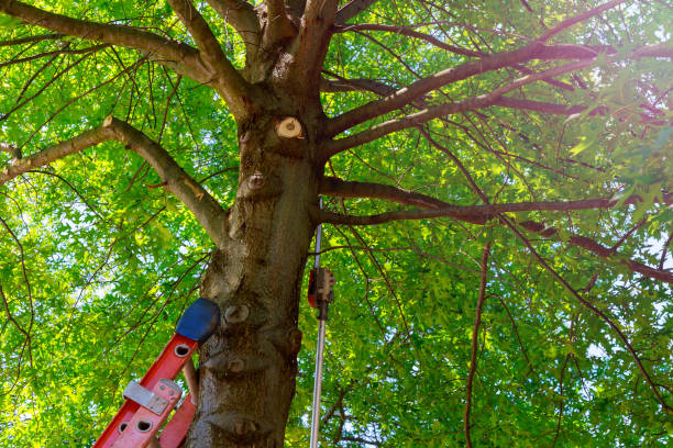 Best Leaf Removal  in Rosharon, TX